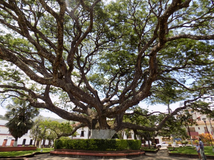 Tree in the Charalá square
